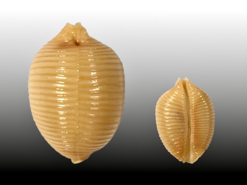 Cypraea childreni samar - cypraea, childreni,