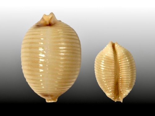 Cypraea childreni samar - cypraea,
