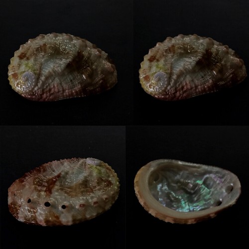 Haliotidae haliotis - haliotidae,,