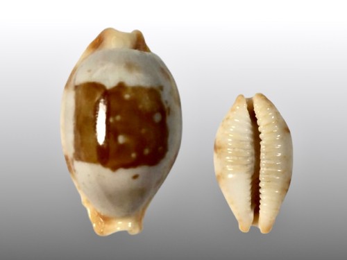 Cypraea stolida stolida