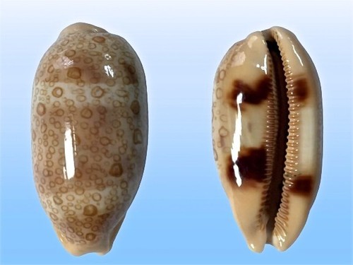 Cypraea argus minima samar - f., minima,
