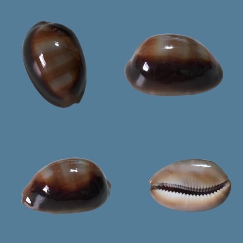 Cypraea ventriculus samar - cypraea, ventriculus,