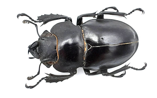 Lucanidae alces odontolabis - lucanidae,,