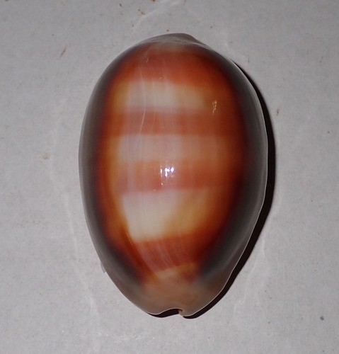 Grande modello cypraea - 50,