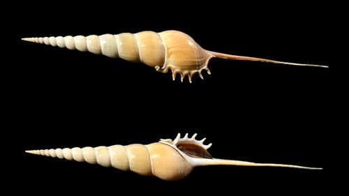 Rostellariidae tibia fusus - rostellariidae,,