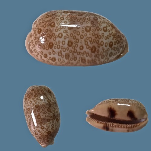 Cypraea argus - ,, samar
