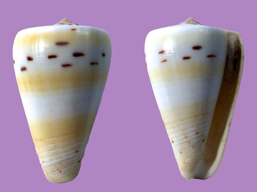 Conidae conus eburneus - conidae,,
