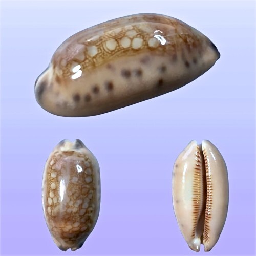 Cypraea scurra samar - cypraea, scurra,