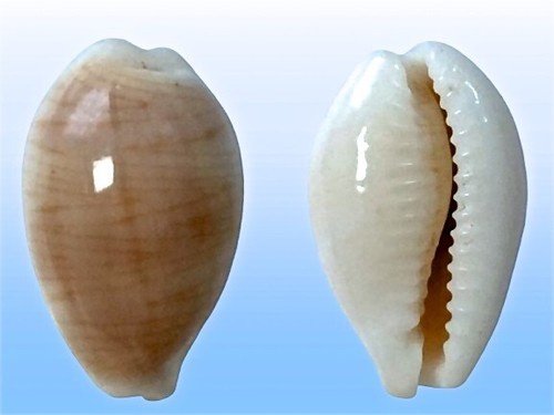 Cypraea clandestina