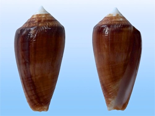 Conidae conus barbieri - conus,