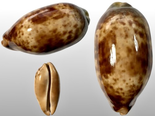 Cypraea testudinaria samar - testudinaria,,