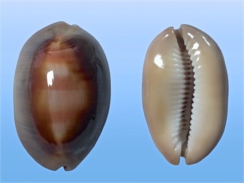 Cypraea ventriculus samar - ventriculus,,