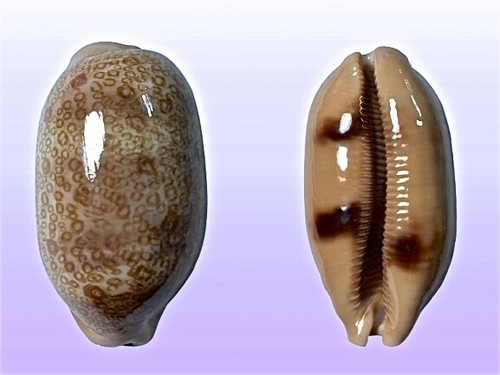 Cypraea argus samar - cypraea,