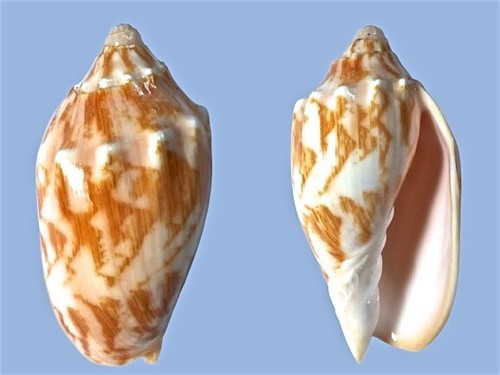 Volutidae cymbiola - volutidae,,