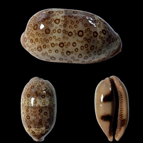 Cypraea argus major samar - cypraea, f.