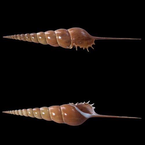 Rostellariidae tibia fusus - rostellariidae,,