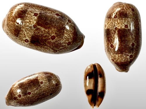 Cypraea argus major samar - major,,