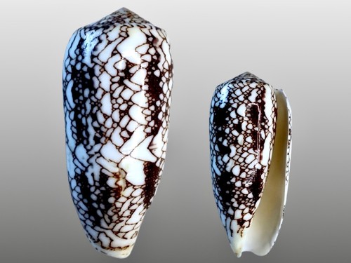 Conidae conus omaria - conidae,, samar