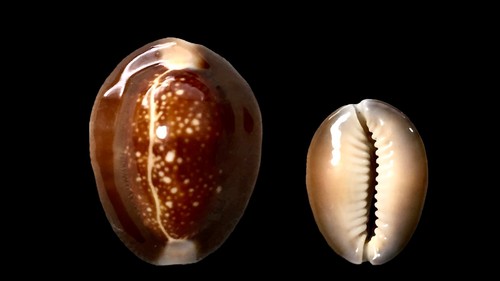 Cypraea caputserpentis samar - cypraea, caputserpentis,