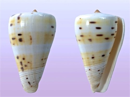 Conidae conus eburneus - conidae,,