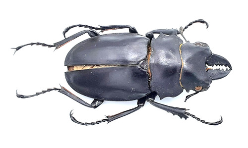 Lucanidae odontolabis alces - lucanidae,,