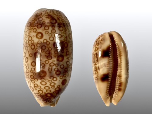Cypraea argus samar - cypraea,