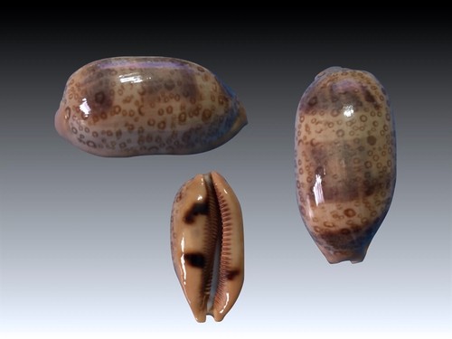Cypraea argus major samar - f., major,