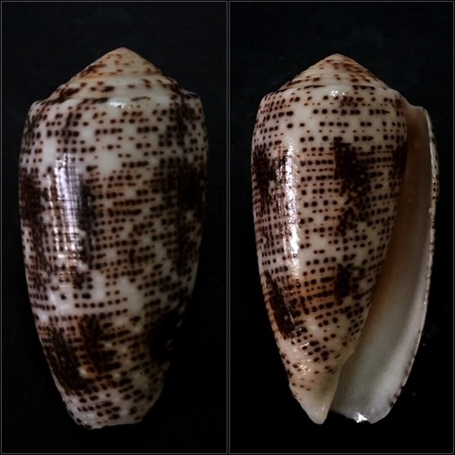 Conus pionoconus - conus,,