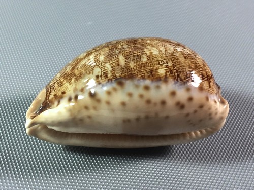 Cypraea mappa samar - cypraea,