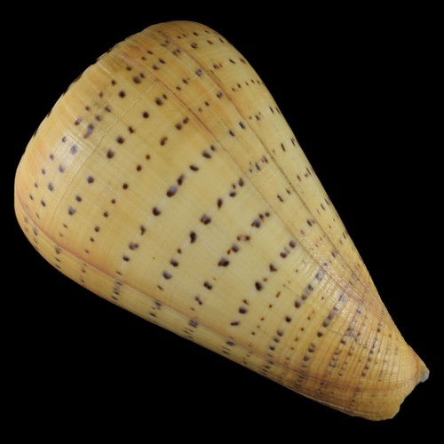 Conus betulinus samar - conus,