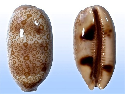 Cypraea argus samar - cypraea,