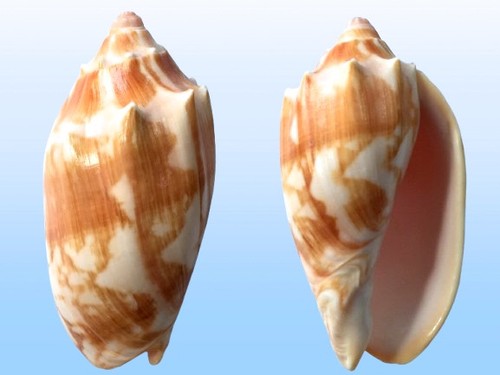 Volutidae cymbiola - volutidae,,