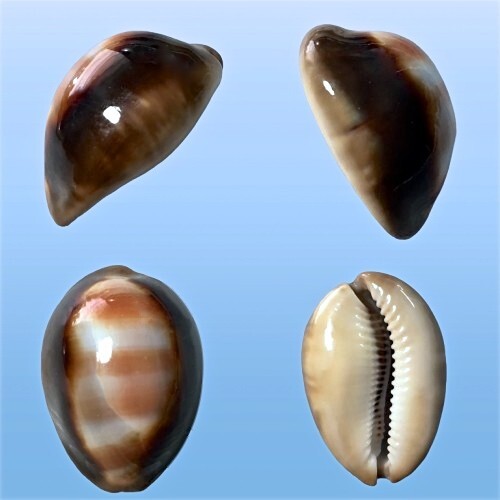 Cypraea ventriculus samar - cypraea, ventriculus,