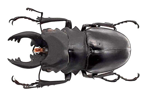 Lucanidae odontolabis alces - odontolabis,