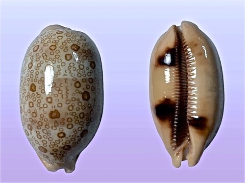 Cypraea argus samar - cypraea,