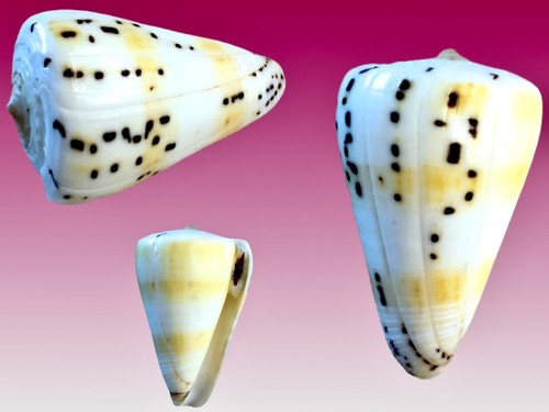 Conidae conus eburneus samar - eburneus,,