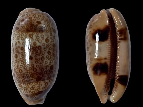 Cypraea argus samar - argus,
