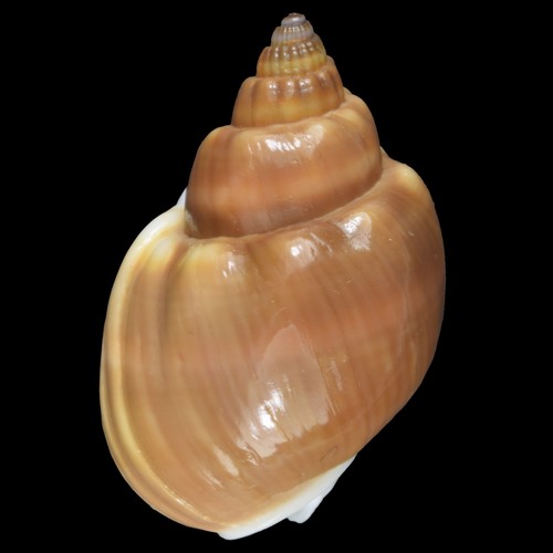 Nassarius coronatus arancione - nassarius,