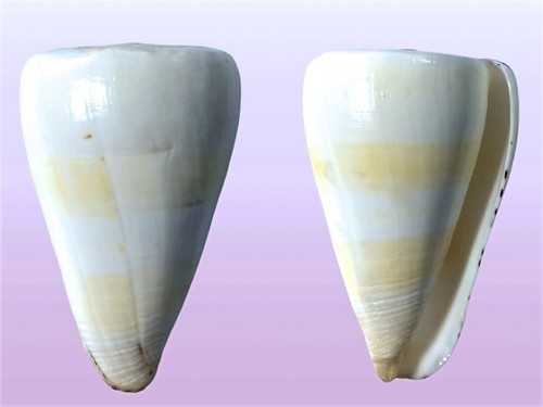 Conidae conus eburneus - conidae,,