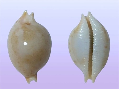 Cypraea margarita samar - cypraea,