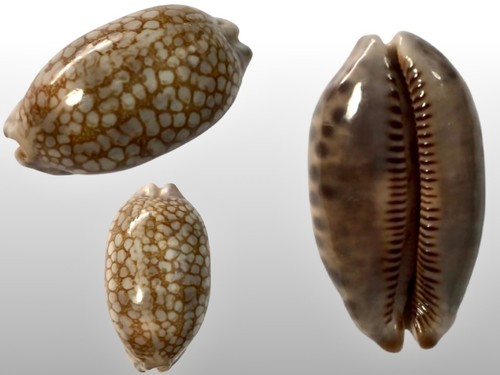 Cypraea scurra samar - cypraea,