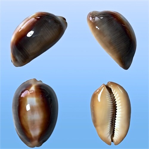 Cypraea ventriculus samar - ventriculus,,