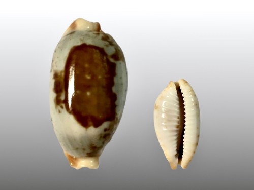 Cypraea stolida stolida