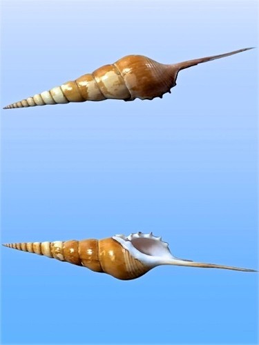 Rostellariidae tibia fusus - tibia,