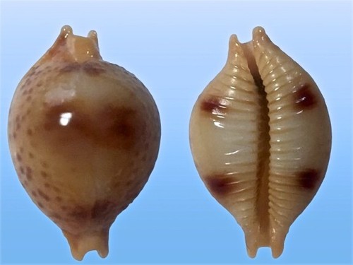 Cypraea bistrinotata - , f