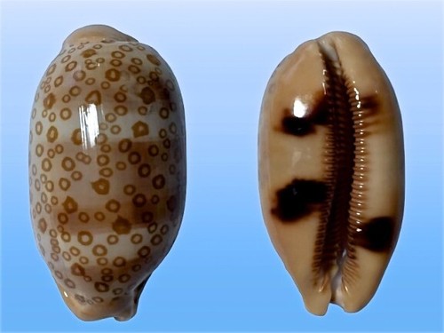 Cypraea argus minima samar - argus,