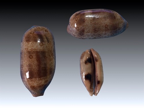 Cypraea argus major - f., major,