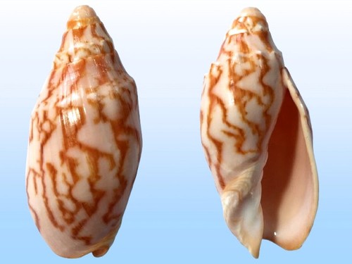 Volutidae cymbiola - volutidae,,