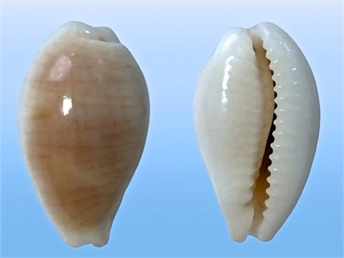 Cypraea clandestina
