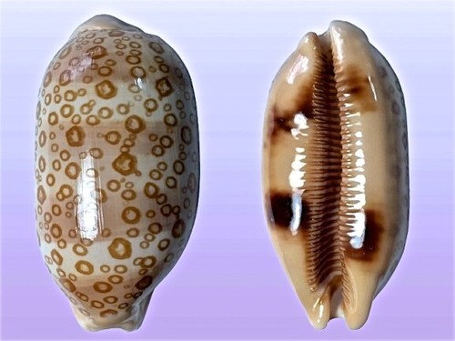 Cypraea argus samar - cypraea,